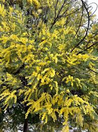 Image result for Acacia dealbata