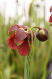 Image result for Brachycome mossambicensis