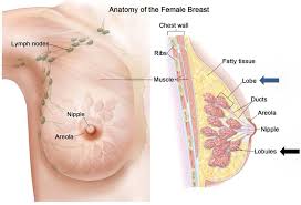 Muscles in chest area human chest muscles pectoral muscles area. Anatomy Of The Female Breast Download Scientific Diagram