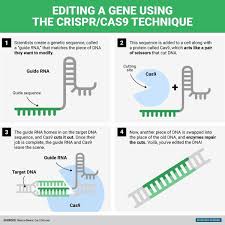 Are We Ready For Genetically Modified Animals World