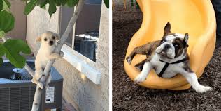 Maybe you would like to learn more about one of these? 11 Hilarious Images Of Dogs Who Ve Made A Huge Mistake