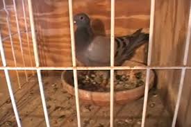 $97 in value for only $29.97. Video The Nest Box Tells The Story Winning Pigeon Racing And Racing Pigeons Strategies Pigeon Insider