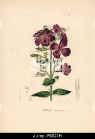 Image result for Heterotis canescens