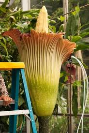 The town encompasses four villages. Rare Blooming Flowers Owlcation