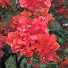 Image result for Bougainvillea