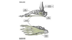 A tendon (or sinew) is a tough band of tissue that connects muscle to bone. Crossfit The Foot Part 2 Ligaments