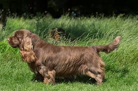 Image result for sussex španěl