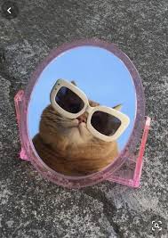 Cat With Glasses Cat Aesthetic Cute Animal Memes Cute Animal Photos