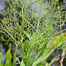 Image result for Aneilema lanceolatum