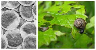 We did not find results for: 8 Reasons To Bury Tea Bags In Your Garden The Rainforest Site News