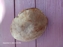 Image result for Boletus speciosus