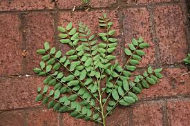 Image result for Cassia javanica