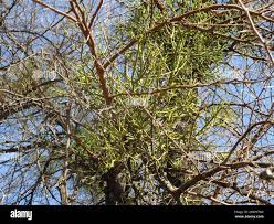 Image result for Viscum verrucosum