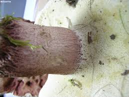 Image result for Boletus separans