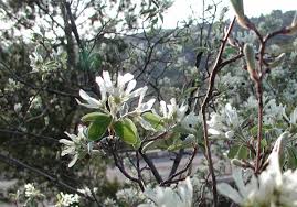 Image result for Amelanchier ovalis