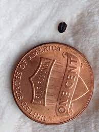 Save money on one of 394 used volkswagen beetles near you. I Have These Small Black 260606 Ask Extension