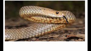 Top 10 Most Venomous Snakes In The World World S 10 Most Dangerous Snakes