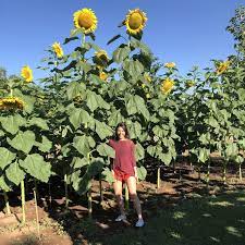 Among numerous sunflower (helianthus annuus) varieties, the ginormous mammoth is a delight. Giant Sunflower Seeds Giant Russian Mammoth Giant Sunflower Seeds Giant Sunflower Nature Plants