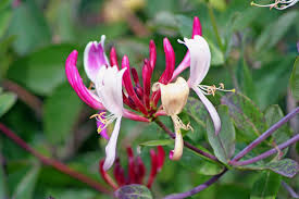 Posts About Honeysuckle On Auntie Dogma S Garden Spot Honeysuckle Botanical Gardens Garden
