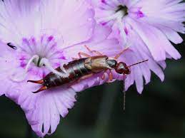 It is not native to north america but is very commonly seen in the southern region of the u.s. Earwigs Which Gardening Helpdesk