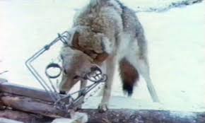 I have now written several books about trapping and. Types Of Traps Used In Canada The Fur Bearers