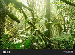 This forest is conspicuous as it grows only at the highest elevated land of cameron highlands and other mountain ranges that grace malaysia. Mossy Forest Cameron Image Photo Free Trial Bigstock