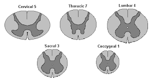 The thoracic spine is located at the back of the chest (the thorax), mostly between the shoulder blades. Neuroscience For Kids Spinal Cord