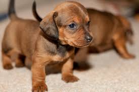 71 dachshund hd wallpapers background