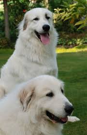 Black And White Great Pyrenees Dog Beautiful Great Pyrenees Dogs Photo Great Pyrenees Dog Great Pyrenees Dog Photos