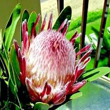 Image result for Protea gaguedi
