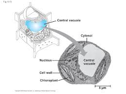 Maybe you would like to learn more about one of these? Chapter 6 A Tour Of The Cell Ppt Video Online Download