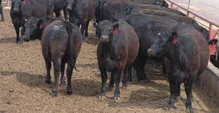What Makes A Fed Cattle Qualify For Certified Angus Beef Beef Magazine