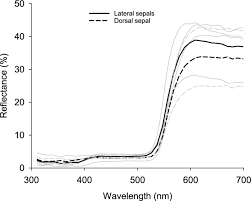 Image result for Platycoryne macroceras