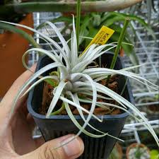 エアプランツが火傷 植物の火傷 葉焼け とは Lovegreen ラブグリーン