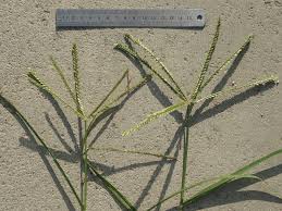 Image result for Eleusine africana