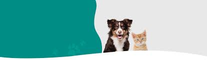 Check spelling or type a new query. Paramount 24 Hour Animal Hospital