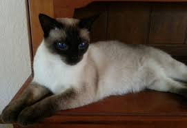 Free classified ads for free pets to good home and everything else in san diego. Siamesekittens Com In San Diego Siamese Cats Siamese Cats Blue Point Siamese Kittens
