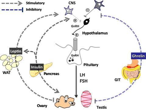 Metabolic Hormone - an overview | ScienceDirect Topics