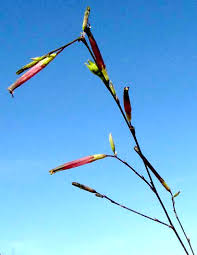 Image result for Schwenckia