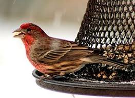 Red Birds Of East Texas Texas Ruby Red House Finch My New Neighbor In My Fern Basket Backyard Birds Bird Birds