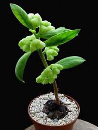 Image result for Monadenium discoideum