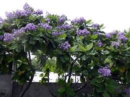 Image result for Wigandia urens