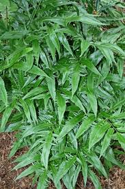 Image result for Coniogramme