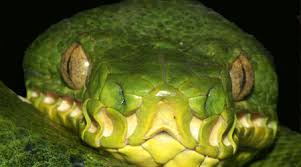 The tropical rainforest biome has a very warm and wet climate. Rainforests Animals For Primary Children