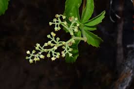 Image result for Cyphostemma gigantophyllum