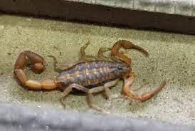 Bug Pictures: Hentz's Striped Scorpion (Centruroides hentzi) by Rich3113