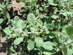 Image result for Glinus lotoides