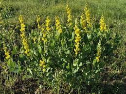 Image result for Indigofera fulvopilosa