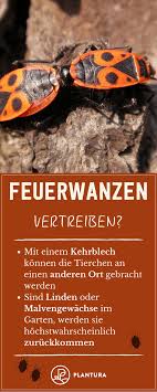 Feuerwanzen Vertreiben Normalerweise Sollte Man Die Feuerwanze Im Garten Dulden Da Sie Keine Gefahr Fur Mensch Tier Gartenblog Garten Schadlinge Im Garten
