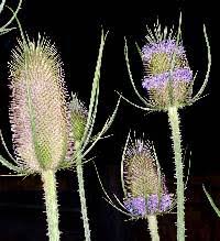 Image result for Dipsacaceae